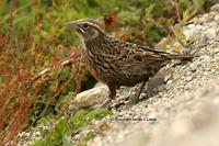 Long-tailed Meadowlark: female