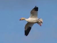 Snow Goose