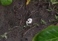 Green Sea turtle egg shell  