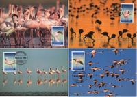 Angola Lesser Flamingo Set of 4 official Maxicards