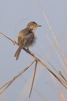 Jungle Prinia (?)