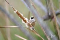 pajaro-moscon - penduline-tit - remiz-pendulinus 03 Flickr