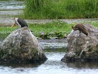 White-breasted Cormorant (Vitbröstad skarv) - Phalacrocorax lucidus - Hamerkop (Skugghäger) - Sc...