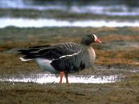 The Lesser White-fronted Goose is classified by BirdLife as Vulnerable