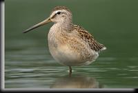 Short-billed Dowitcher, Jamaica Bay, NY