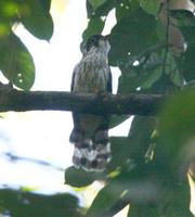 Moustached Hawk Cuckoo » Cuculus vagans