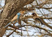 Speckle-fronted Weaver, Blue-capped Cordon-bleu and Chestnut Sparrow