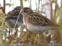 Long-toed Stint Calidris subminuta 종달도요