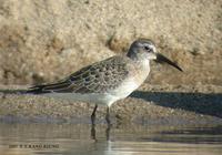 Curlew Sandpiper Calidris ferruginea 붉은갯도요