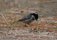 Coal Tit Parus  ater 진박새