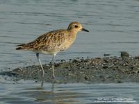 Asian Golden-Plover