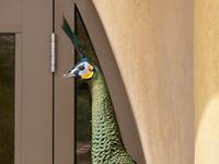 Javan Green Peafowl