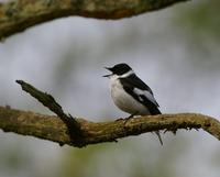 Collared Flycatcher (Ficedula albicollis)