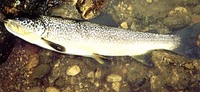 Marble Trout Salmo marmoratus