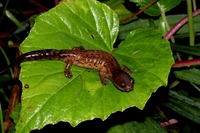 : Bolitoglossa diaphora