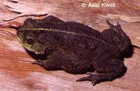 : Bufo fernandezae