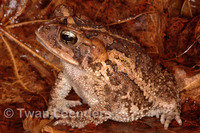 : Bufo ibarrai