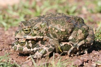 : Bufo variabilis; Variable Toad