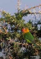 : Agapornis fischeri; Fischer's Lovebird