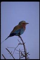 : Coracias caudatus; Lilac-breasted Roller