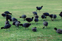 : Fulica americana; American Coot