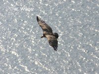 : Gyps fulvus; Griffon Vulture