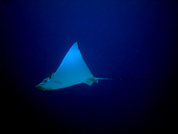 : Aetobatus narinari; Spotted Eagle Ray