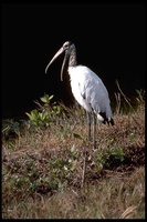 : Mycteria americana; Wood Stork