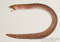 : Echidna leucotaenia