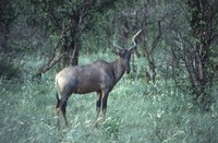 : Damaliscus lunatus lunatus; Tsessebe