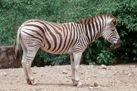 : Equus burchellii antiquorum; Damara Zebra