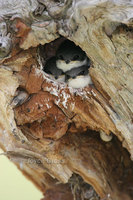 : Tachycineta bicolor; Tree Swallow