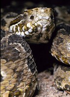 : Bothrops neuwiedi = bothrops neuwiedi urutu; Neuwied's Lancehead