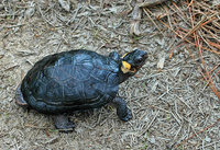 : Clemmys muhlenbergii; Bog Turtle