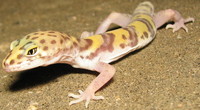 : Coleonyw variegatus variegatus; Desert Banded Gecko