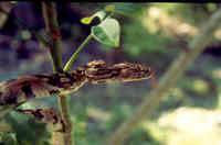 : Trimorphodon biscutatus