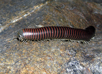 : Hiltonius; Millipede