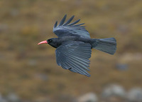 Chough