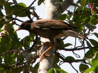 Common Myna(Acridotheres tristis)