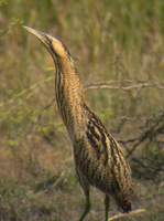 Great Bittern (Botaurus stellaris) 2005. január 4. Lake Suriwal, Ranthambhore