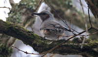 Brown-eared Bulbul Ixos amaurotis