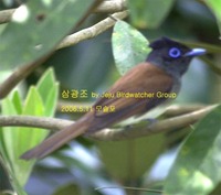 청호반새와 삼광조Black-capped Kingfishe...