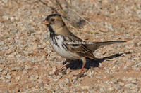 Harris's Sparrow Zonotrichia querula