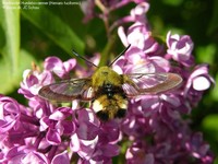 Bredrandet Humlebisværmer (Hemaris fuciformis) Foto/billede af