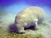 Dugong