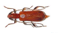 Obrium cantharinum cantharinum