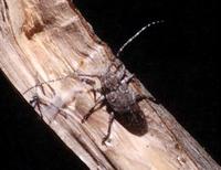 Niphona picticornis