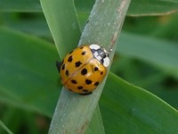Harmonia axyridis var. succinea