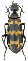 Hycleus zigzaga