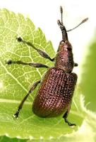 Involvulus cupreus
